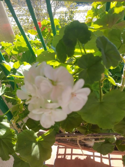 Мушкато,големи ,отгледани в саксия,Последни бройки,намалени 50лв,