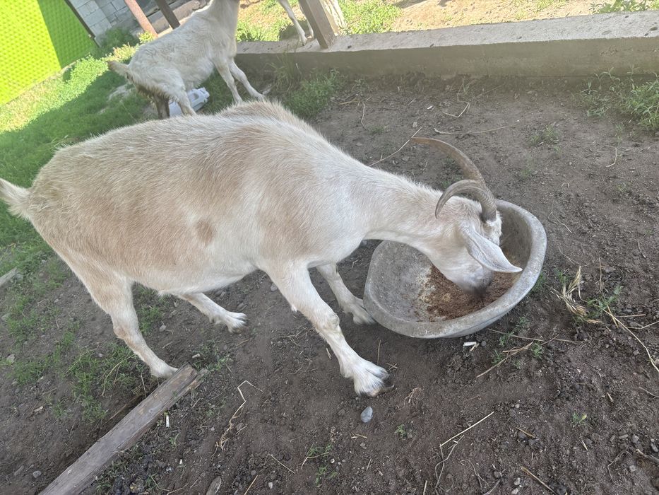 Ешкі сатам келісеміз