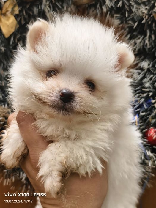 Продам щенков шпица.