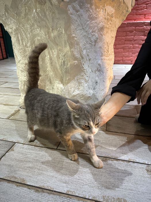 Кошкабереманная.