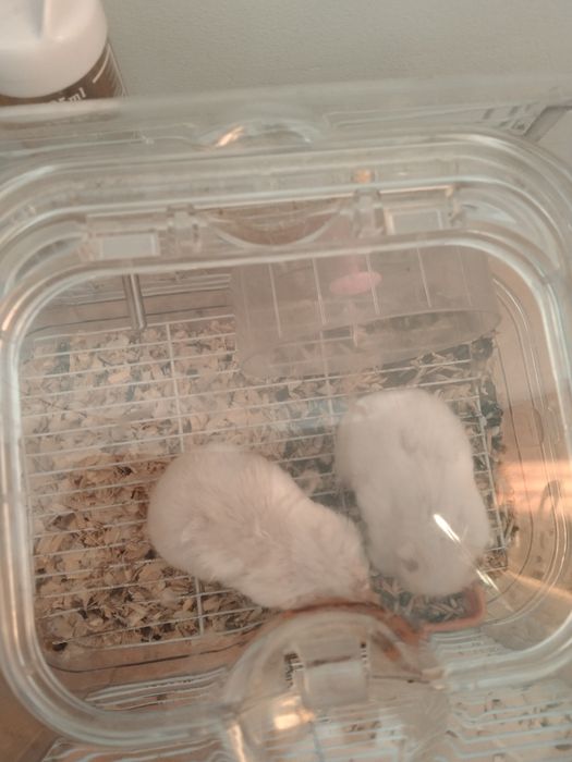 Хомячки с клеткой