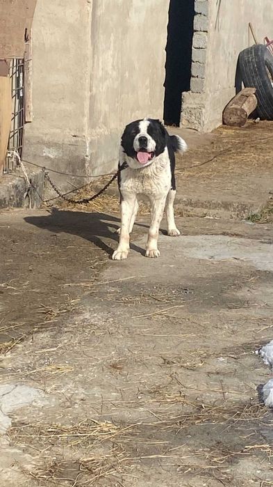 Тобет сатылады ойнаптур сынбаган проверкасымен