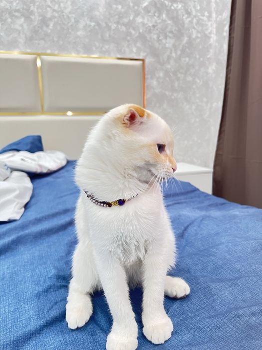 Продается вислоухая кошка 4 месяца