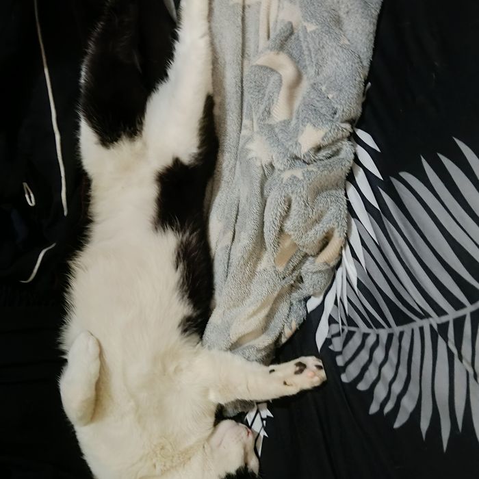 Подарявам коте на 1Г домашна е свикнала е с хора