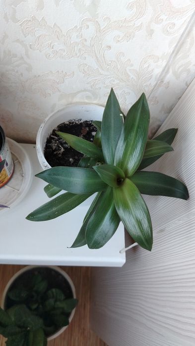 Цветы комнатные от 500тенге