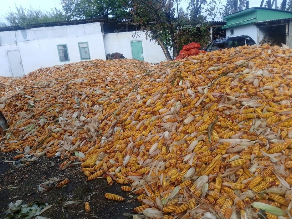 Кукуруз , жүгері