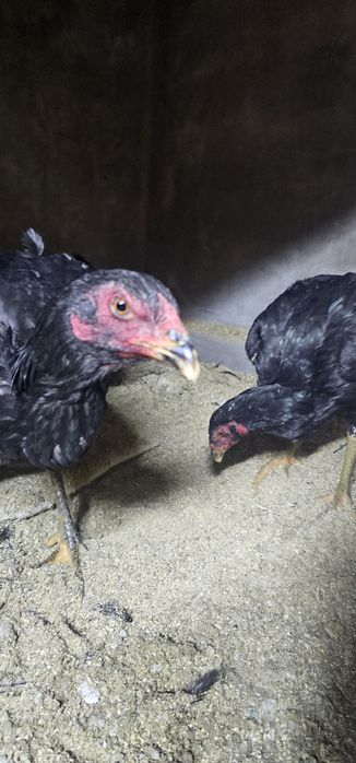 Дакан бойцовая птица