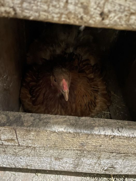 Квочка продам коричневая