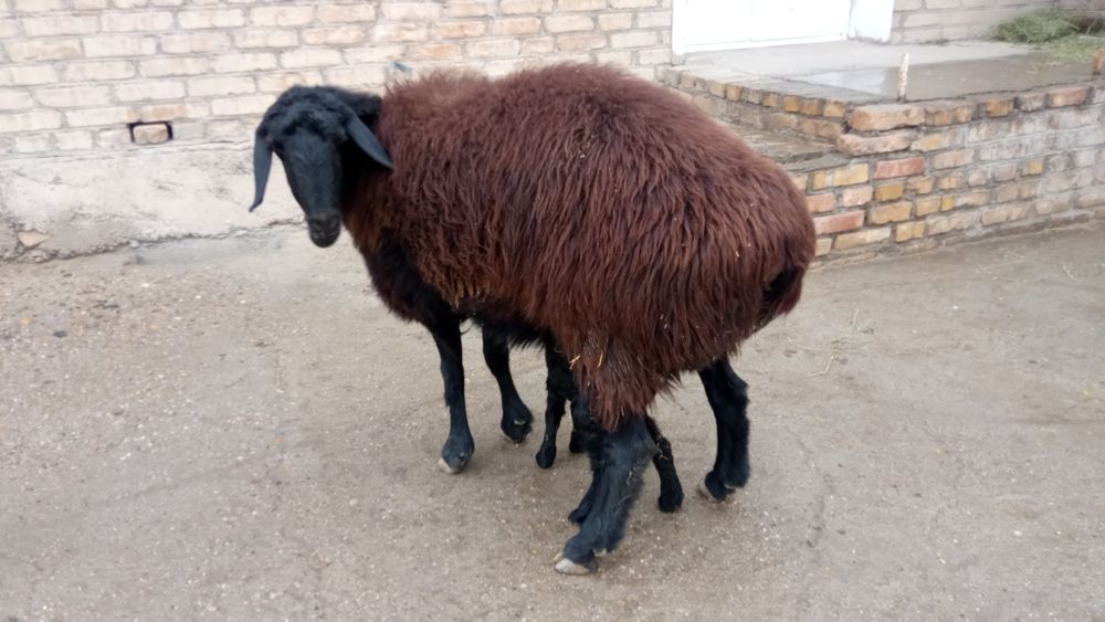 Сурхон куйи сотувда