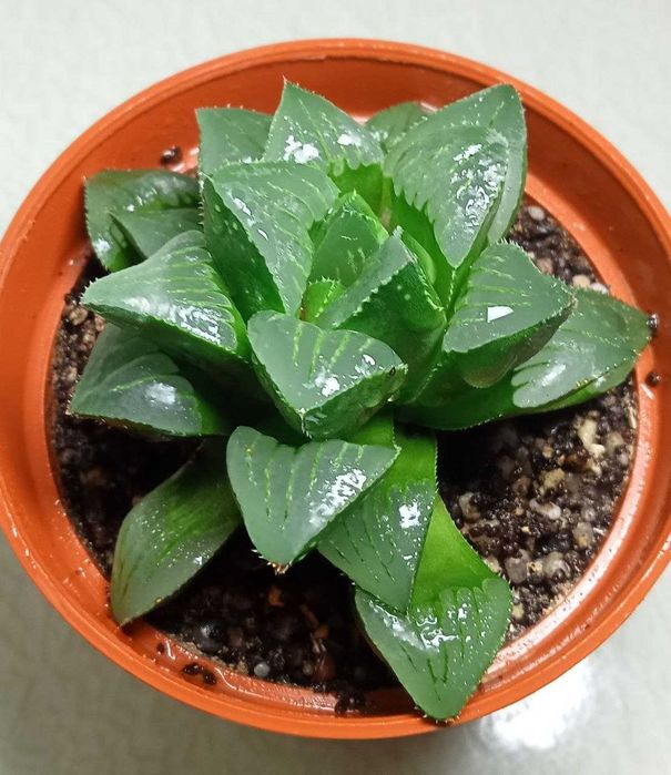 Продам. Хавортия Ретуза