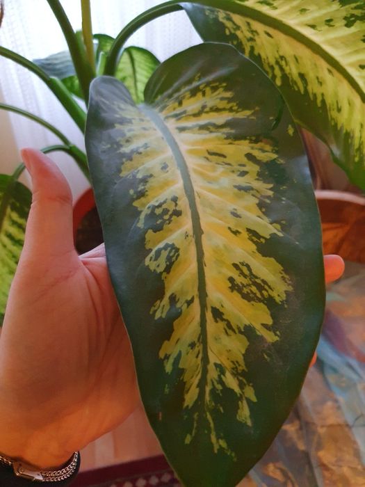 Planta superba, sănătoasă