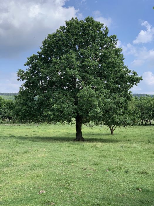 Timis, La 7km de A1 Asociere in locatie rurala multifunctionala