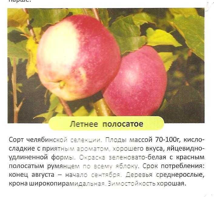 продам саженцы яблони