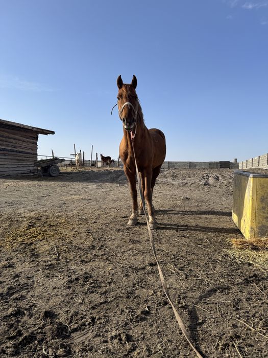 Қаршыға көкпар жылқы сатылады