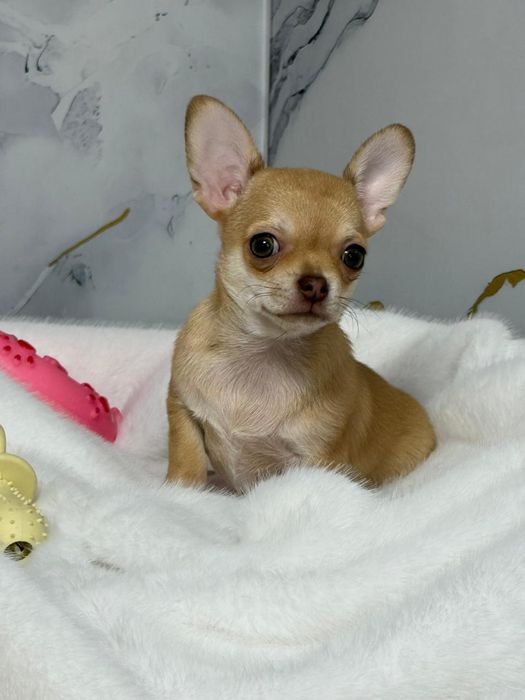 Чихуахуа мальчик рыжий