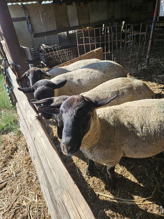 Berbeci suffolk miori