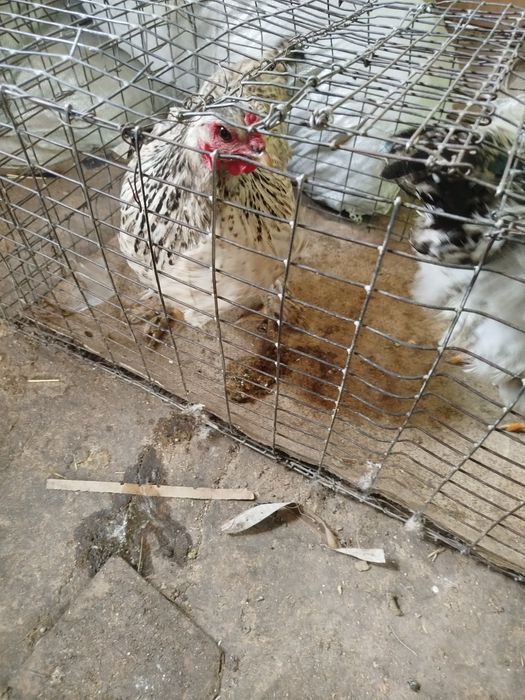 Продам курей петушков домашних