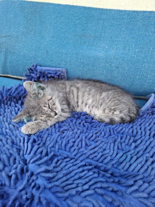 Отдам котенка бесплатно