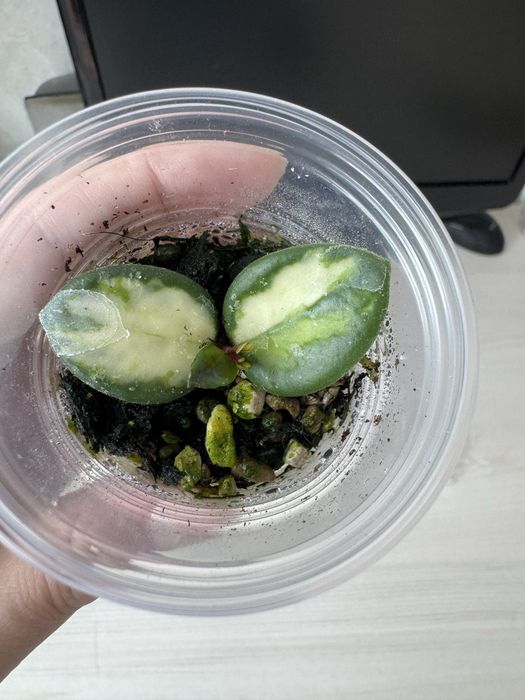 Хойя Матильда вариегатная