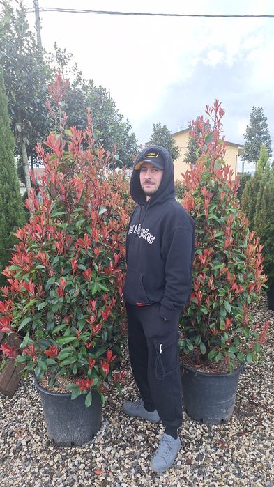 Plante ornamentale pentru gradina