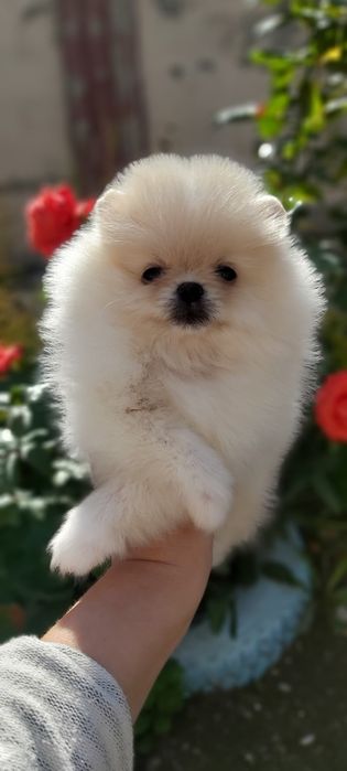 Шпицы кремовые готовы к переезду