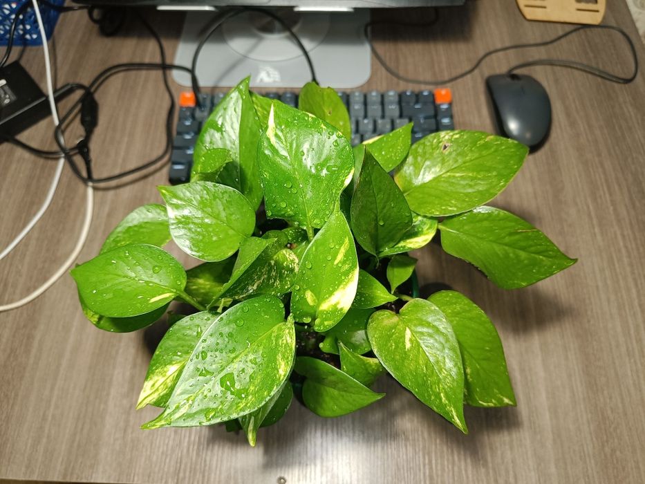 Продам растения цветы