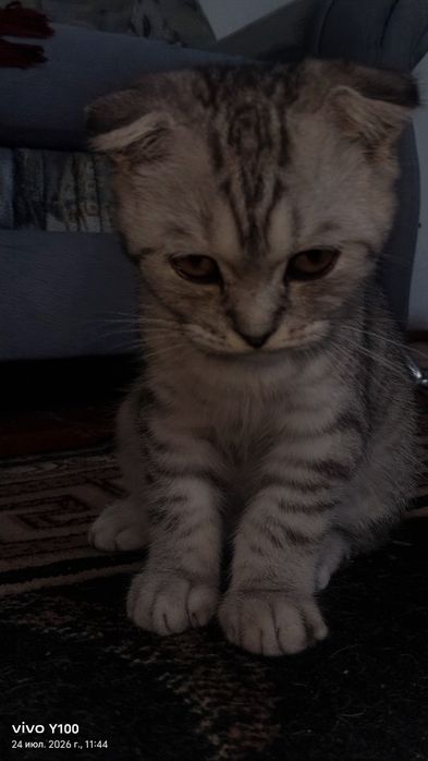 Котёнок шатланский