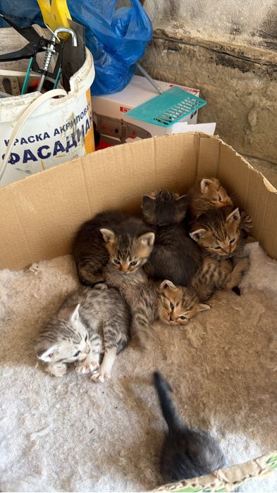 Шотландский кошки