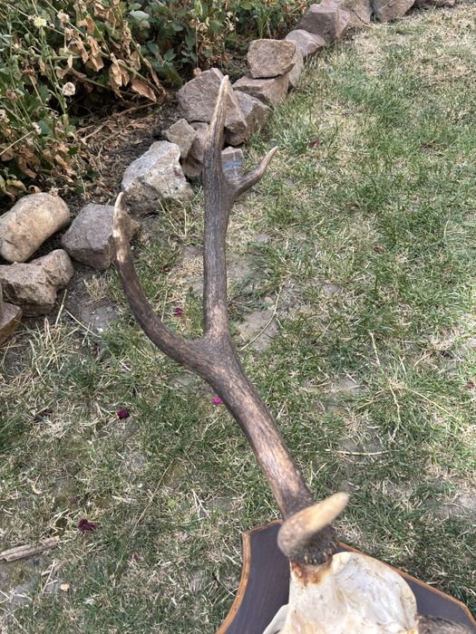 Trofeu cerb ccu panoplie