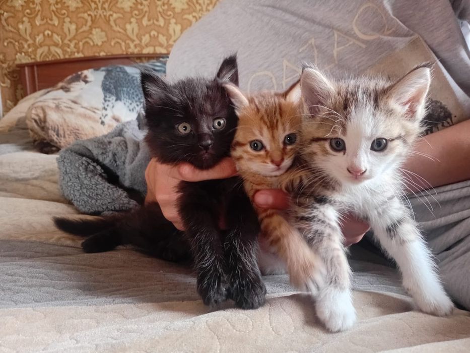 Отдам котенка в добрые руки