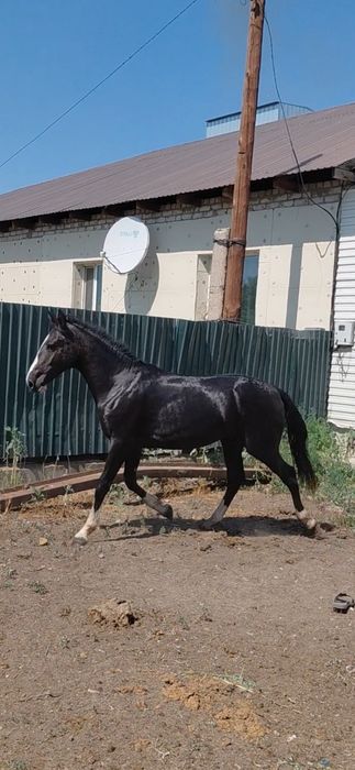 Айғырлыққа сатылады екі жасар