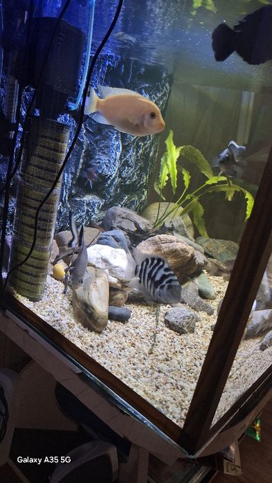Аквариум с рыбками