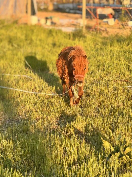 МИНИ ПОНИ ЧЕРВЕНО