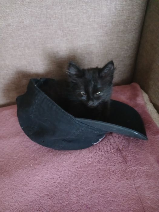 Отдам котенка  бесплатно