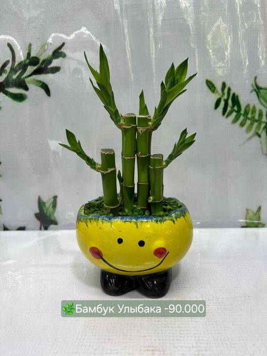 Бамбуки разные и др растения