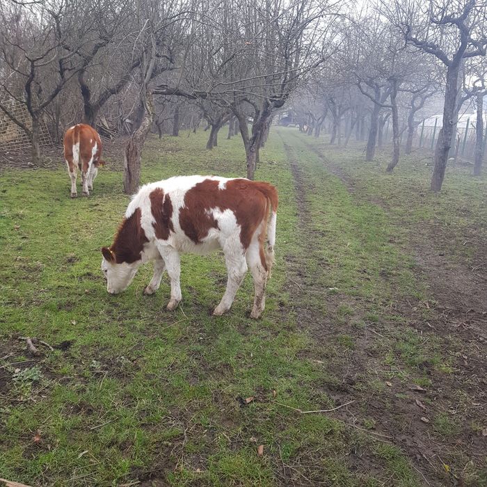 Vitea baltată românească
