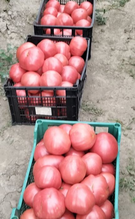 Селски Розов домат-1,50 Евро