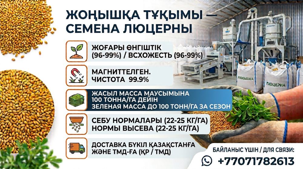 Люцерна отличного качества (семена). Магниченные беде жонышка таза