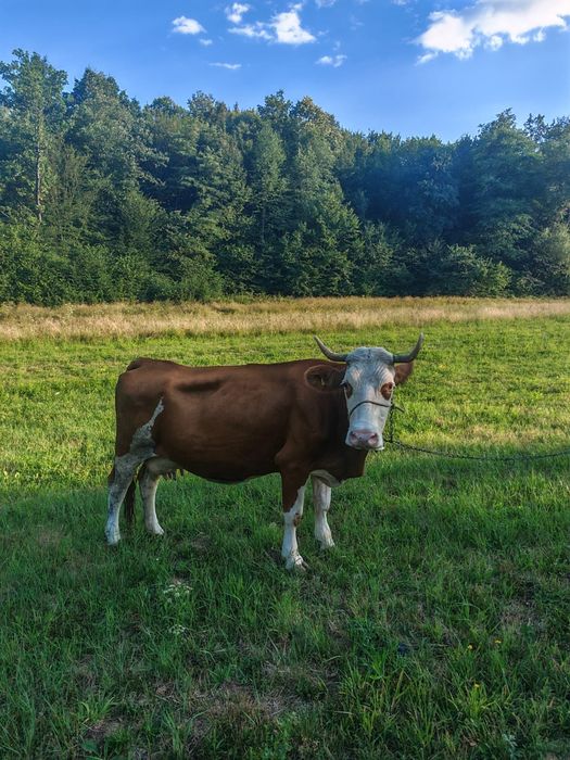 Vaca baltata 7 ani cu lapte