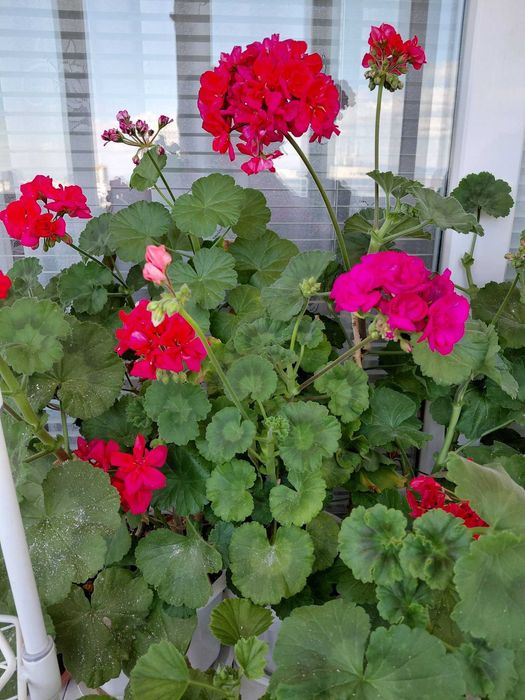 Кичести мушката микс цветове по няколко големи растения в саксия, 12 евро за саксия