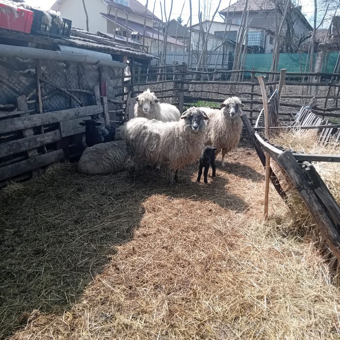 De vânzare 4 oi reforme