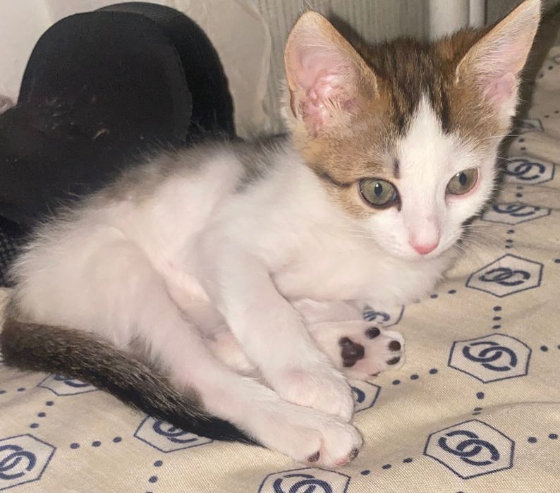 Котенок  мальчик 3 месяцa ищет любящих хозяев