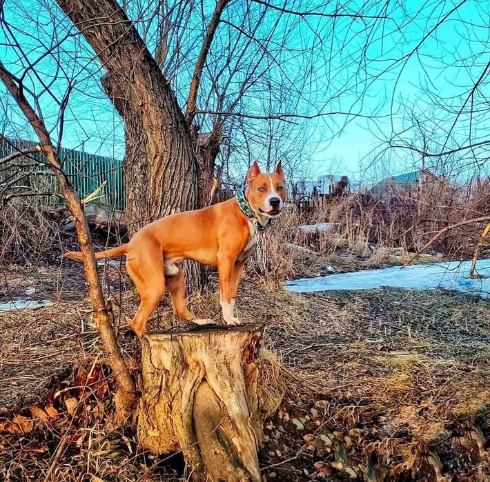 Шикарный кобель АМП ищет подругу
