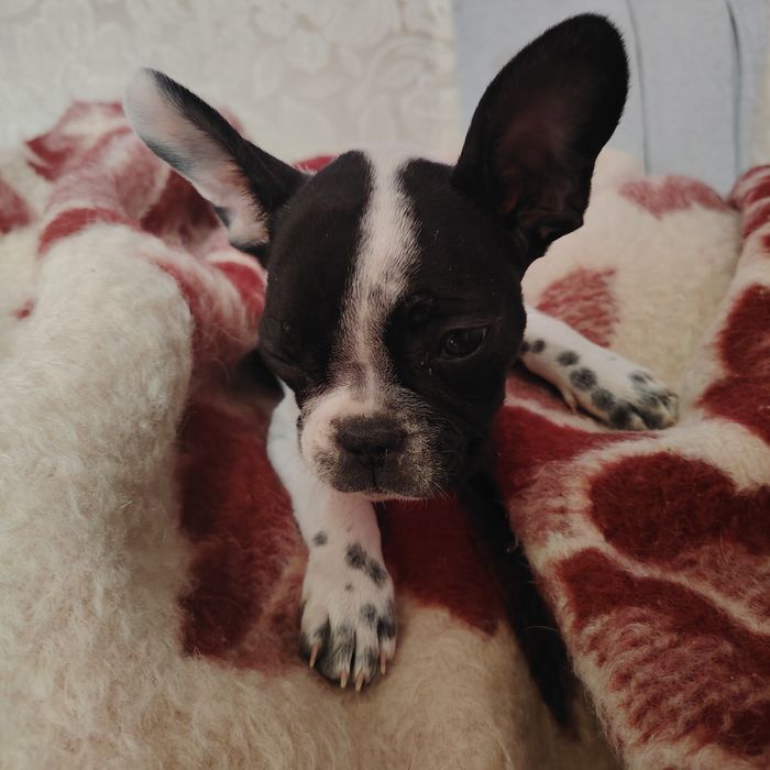 Французкий бульдог