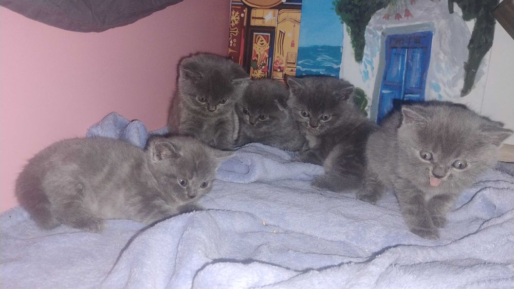 Британски късокосмести Шотландска клепоухаа