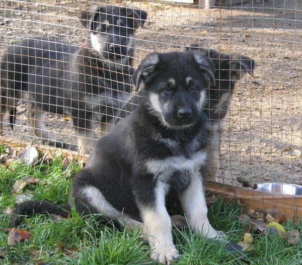 Продам щенков восточноевропейской овчарки.