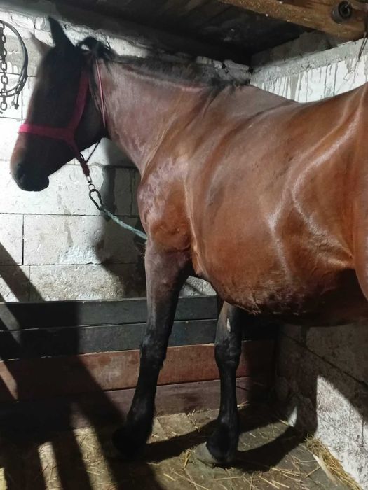 Cai animale cai manza