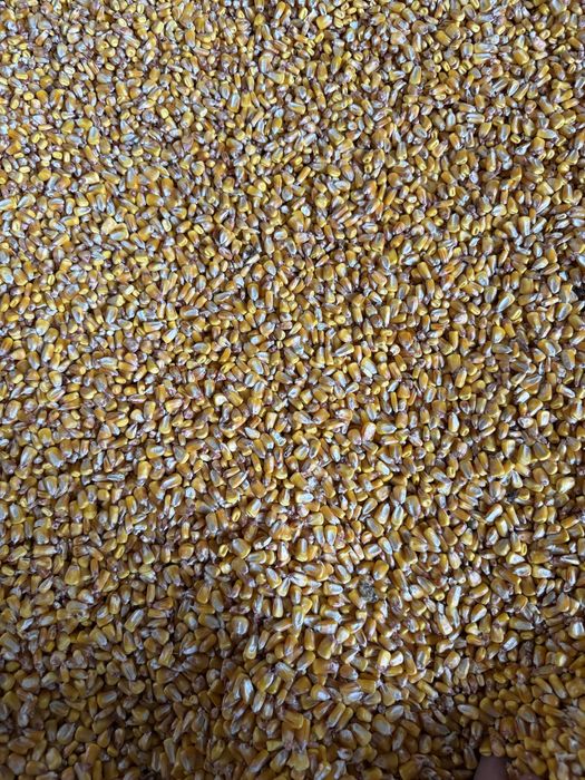 Porumb boabe recolta 2025