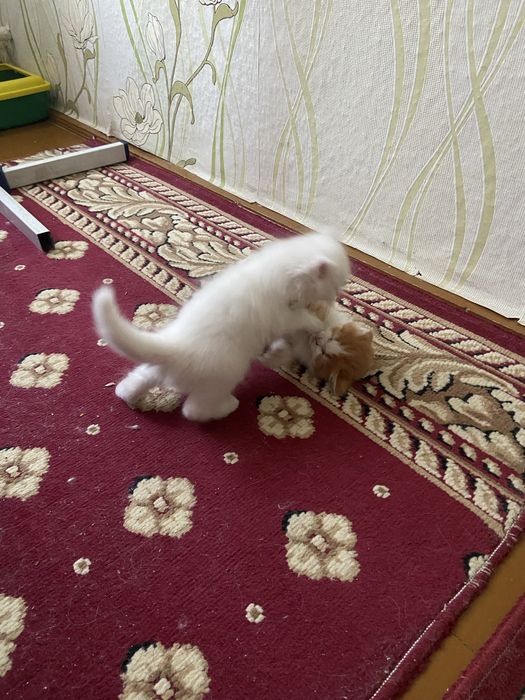 Отдам котят в добрые руки