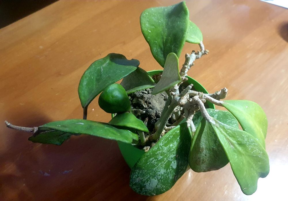 хойя Обовата сплеш